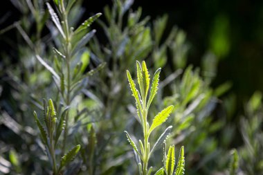 Lavanta bitkisinin yaprakları, sığ bir alan derinliği var.