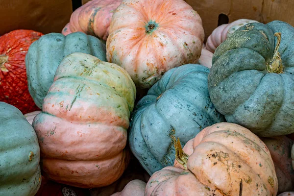 Barevné Dýně Prodej Farmářském Trhu Stánku Podzim — Stock fotografie