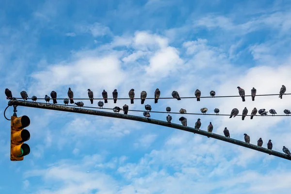 Pigeons Perchés Sur Feu Circulation New York Avec Ciel Bleu — Photo