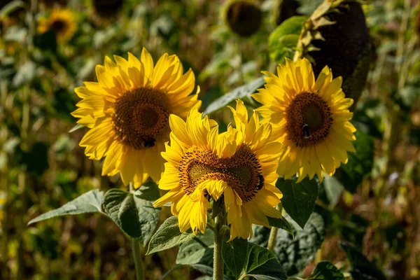 Anormal bir şekilde büyüyen ama yüze benzeyen bir ayçiçeği.