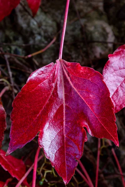 Une Feuille Rouge Vif Automne Avec Une Faible Profondeur Champ — Photo