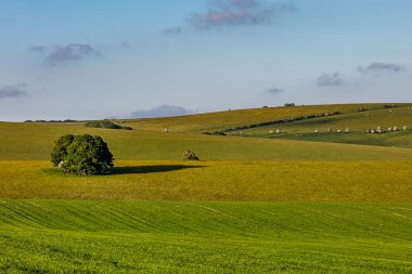Yaz başında cennet gibi bir South Downs manzarası