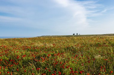 Sussex 'te Brighton yakınlarında açmakta olan gelinciklerle birlikte bir kır çiçeğinin üzerinden sahile doğru bakıyorum.