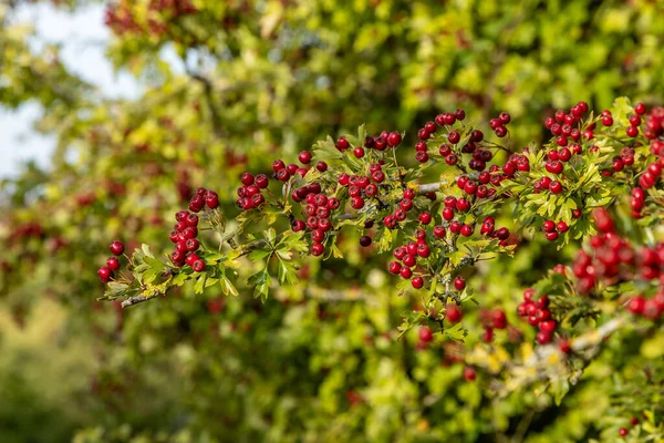 Krataegus monogyna 'daki böğürtlenler, genellikle Hawthorn olarak bilinir, seçici odaklı