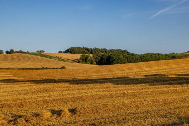 Kırsal Sussex 'te güneşli bir akşamda hasat sonrası kesilmiş tahıl tarlası.