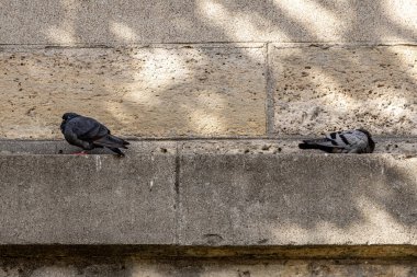 Fransa, Paris 'te, taş bir duvarda iki güvercin dinleniyor.