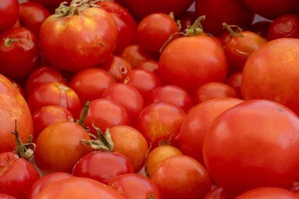 Doğanın arka planında küçük ve büyük kırmızı kiraz domatesleri. İtalyan ürünleri makarna sosu.