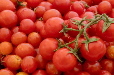 Doğanın arka planında küçük ve büyük kırmızı kiraz domatesleri. İtalyan ürünleri makarna sosu.