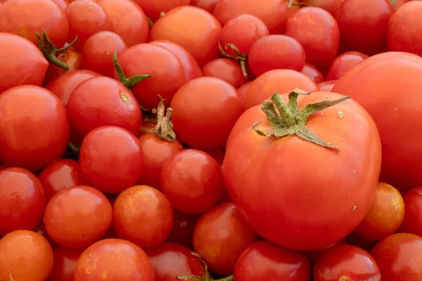 Doğanın arka planında küçük ve büyük kırmızı kiraz domatesleri. İtalyan ürünleri makarna sosu.