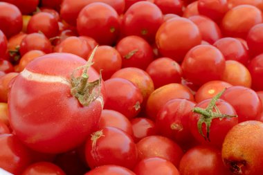 Doğanın arka planında küçük ve büyük kırmızı kiraz domatesleri. İtalyan ürünleri makarna sosu.