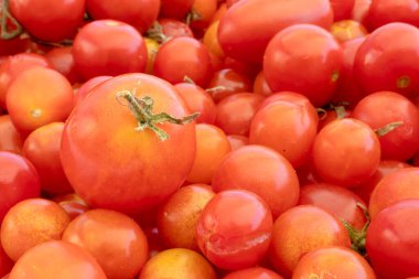 Doğanın arka planında küçük ve büyük kırmızı kiraz domatesleri. İtalyan ürünleri makarna sosu.