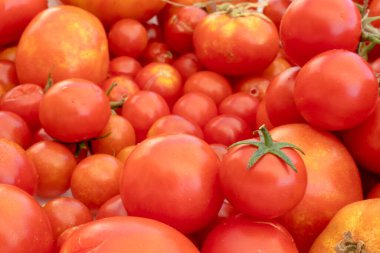 Doğanın arka planında küçük ve büyük kırmızı kiraz domatesleri. İtalyan ürünleri makarna sosu.