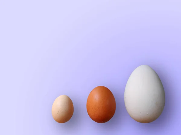 Eggs of different size on color violet background. High quality photos. Chicken, quail and ostrich set eggs. Colored eggs for easter.