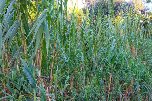 Bambu Käppar Med Sky Bakgrund — Stockfoto