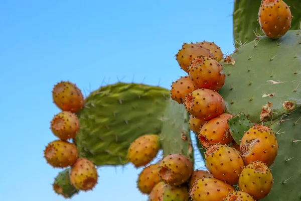 Prickly pears on the plant on the sky. Cactus leaves with fruits close up with thorns. high quality italian food photos