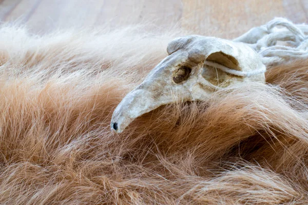 Vogelschedel Een Vacht Ketting Voor Rituelen Van Een Druïde Goochelaar — Stockfoto