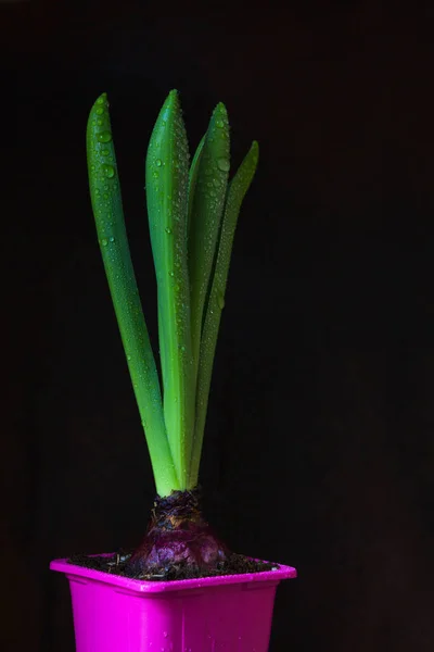 Jacinto Verde Brillante Brota Una Olla Púrpura Con Espacio Copia — Foto de Stock