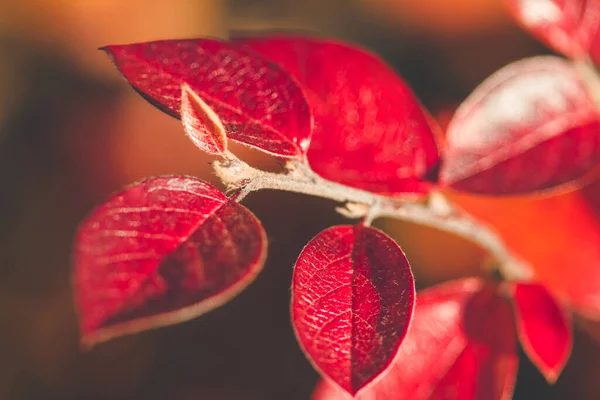 Close Van Kleurrijk Herfstblad — Stockfoto