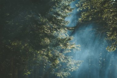 Yaz ormanlarında ağaçların arasında sigara içeriz.