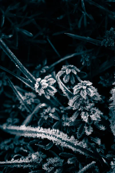 緑の芝生の上で凍る氷の結晶と葉 — ストック写真