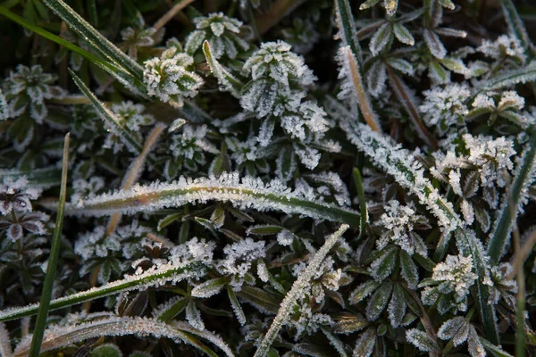 Eerste Vorst Bevroren Gras Achtergrond Natuur Close Bovenaanzicht — Stockfoto