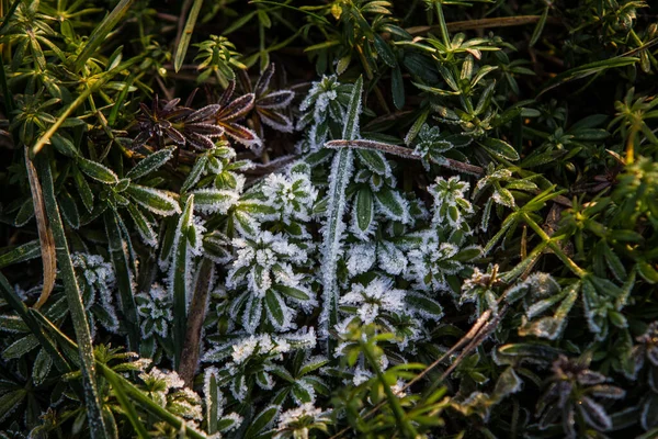 Fagyott Jégkristályok Zöld Füvön Leveleken — Stock Fotó