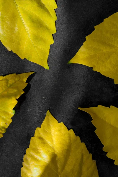 Żółte Liście Ciemnej Szorstkiej Powierzchni Asfaltu Tło Upadku — Zdjęcie stockowe