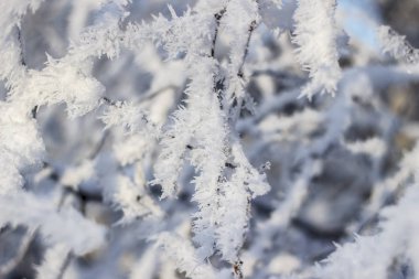 karla kaplı ağaç dalları