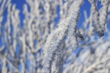 karla kaplı ağaç dalları