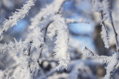 karla kaplı ağaç dalları