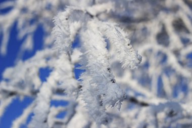 karla kaplı ağaç dalları