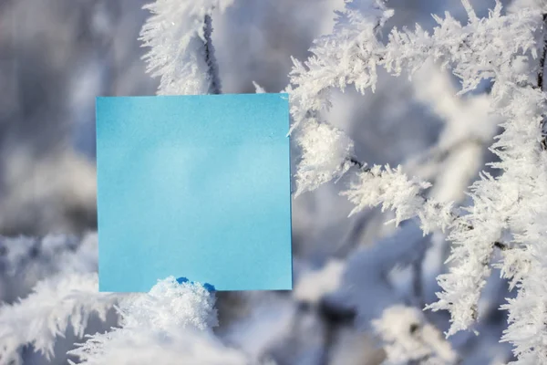 Folha Papel Entre Galhos Árvores Cobertas Neve — Fotografia de Stock