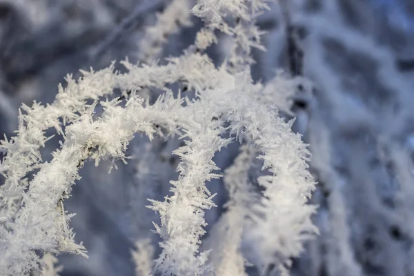 Ramas Árboles Cubiertas Nieve — Foto de Stock