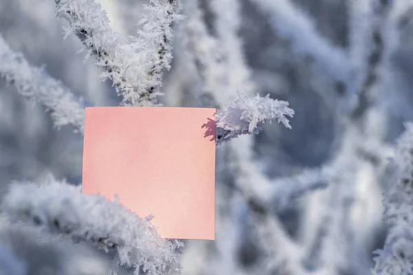 Folha Papel Entre Galhos Árvores Cobertas Neve — Fotografia de Stock