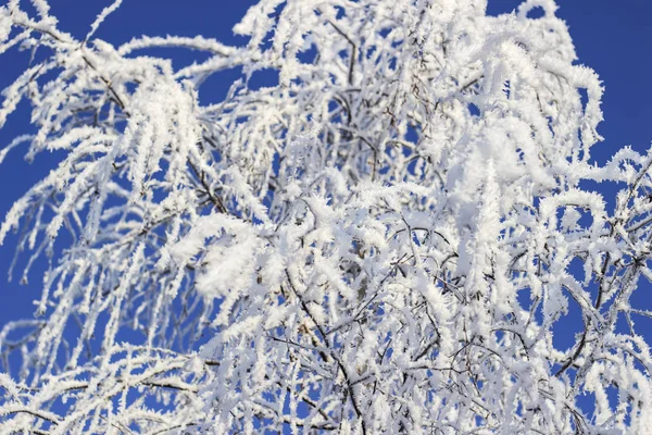 Ramas Árboles Cubiertas Nieve — Foto de Stock