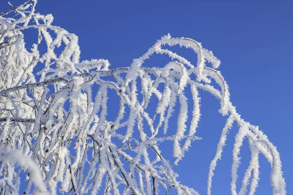 Ramas Árboles Cubiertas Nieve — Foto de Stock