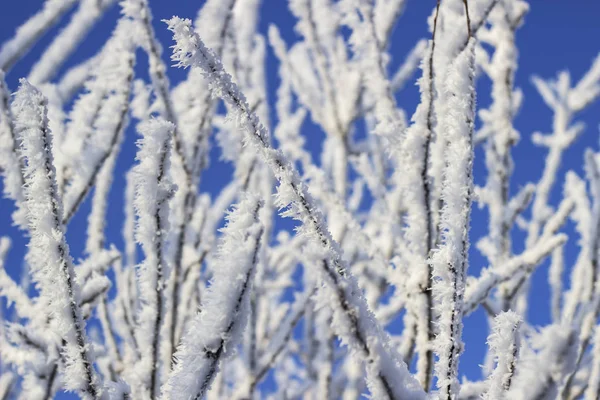 Ramuri Copac Acoperit Zăpadă — Fotografie, imagine de stoc