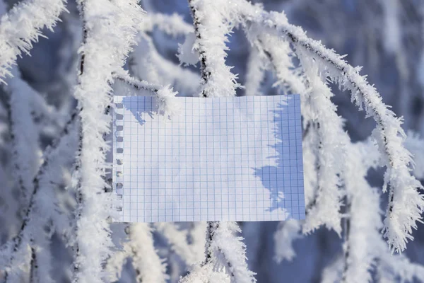 Folha Papel Entre Galhos Árvores Cobertas Neve — Fotografia de Stock