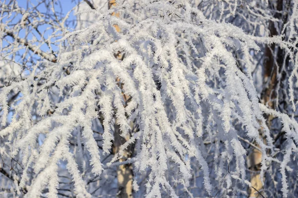 Ramas Árboles Cubiertas Nieve — Foto de Stock