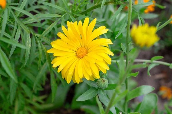 Желтый Цветок Траве — стоковое фото