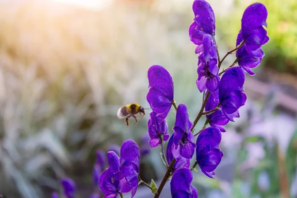 Hortis et circa apis volans aconite crescit