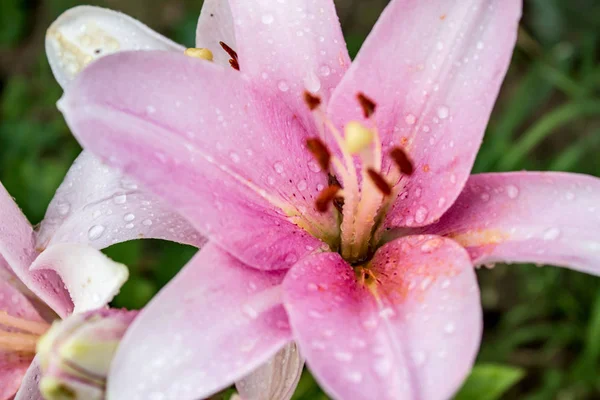 Pink Lily Raindrops Close — Free Stock Photo