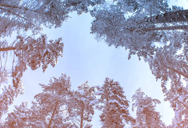 Vedere Jos Pădurii Pin Acoperite Zăpadă — Fotografie, imagine de stoc
