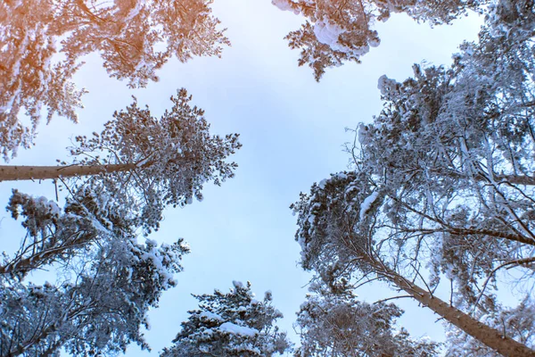 Vedere Jos Pădurii Pin Acoperite Zăpadă — Fotografie, imagine de stoc