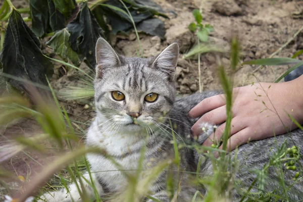 Hermoso Gato Rayado Fondo Naturaleza — Foto de Stock