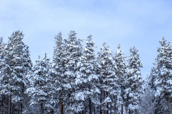 Bosque Pino Cubierto Nieve Primer Plano — Foto de Stock