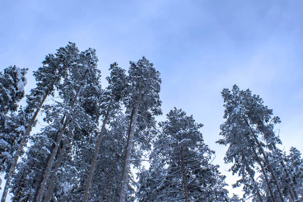 Bosque Pino Cubierto Nieve Primer Plano — Foto de Stock