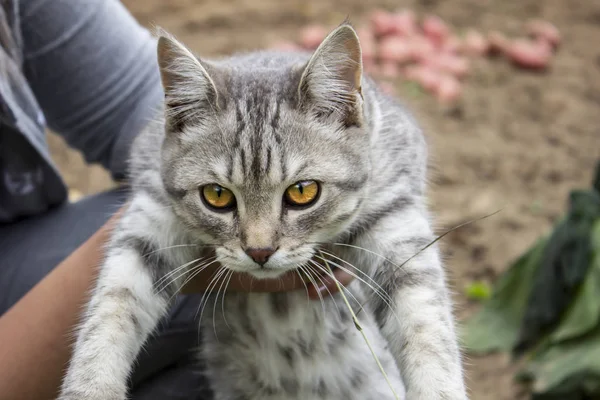 Hermoso Gato Rayas Las Manos Fondo Naturaleza — Foto de Stock