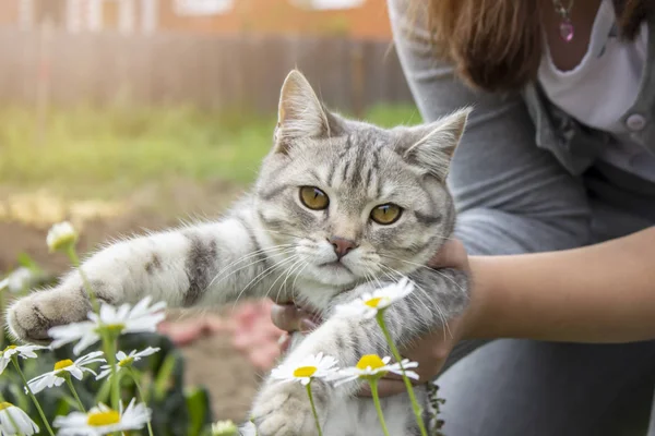 자연의 배경에 고양이 스트라이프 — 스톡 사진