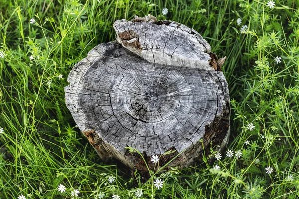 Old stump on green grass background